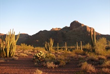 Organ Pipe Cactus National Monument